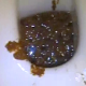 A girl sets up a video camera at the edge of her toilet and records herself take a soft, runny dump. The shit mess is shown in the toilet bowl afterwards.